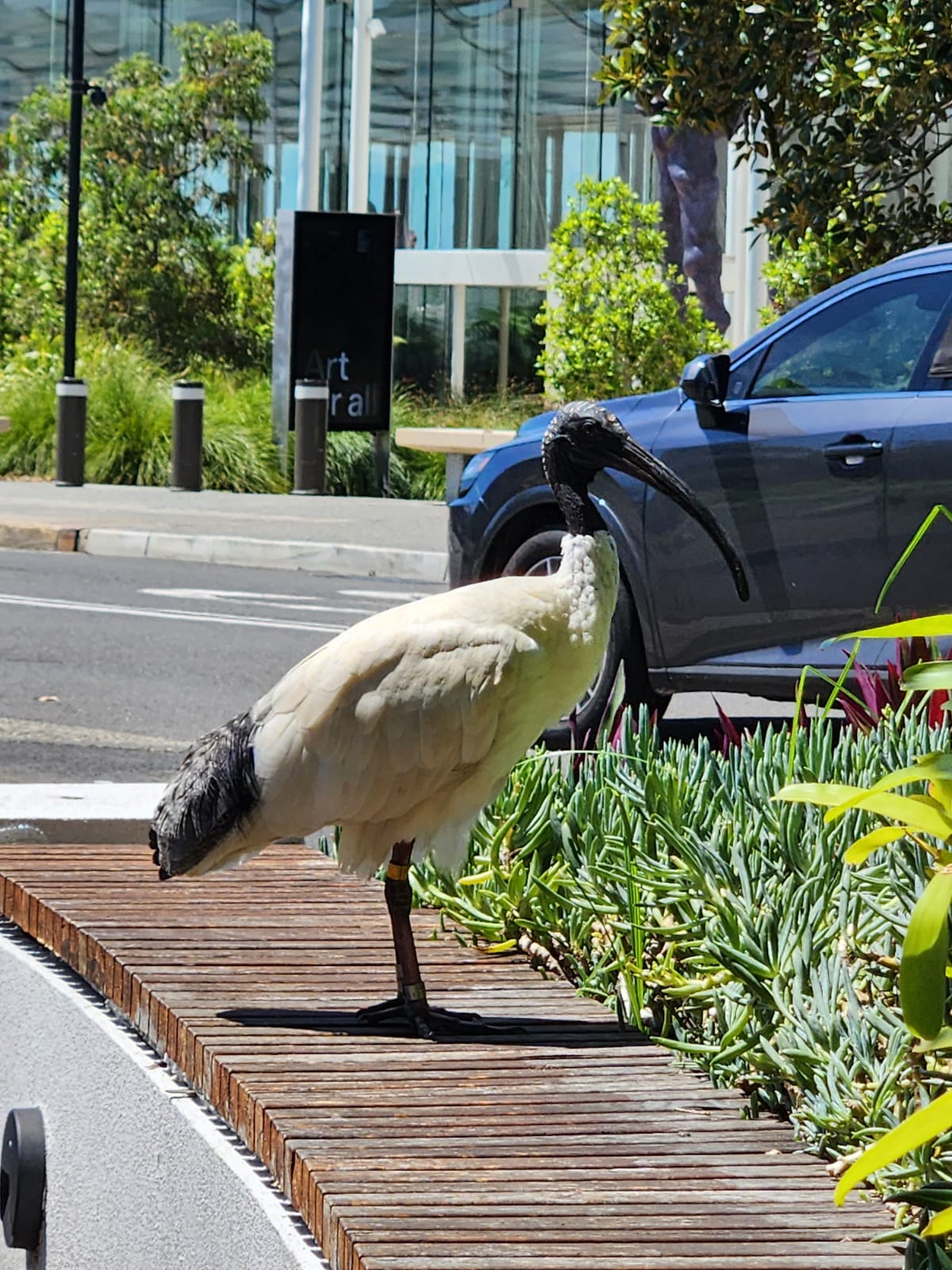 Bin Chicken Energy: Mixture-of-Experts, Local AI, and Turning Trauma into Innovation